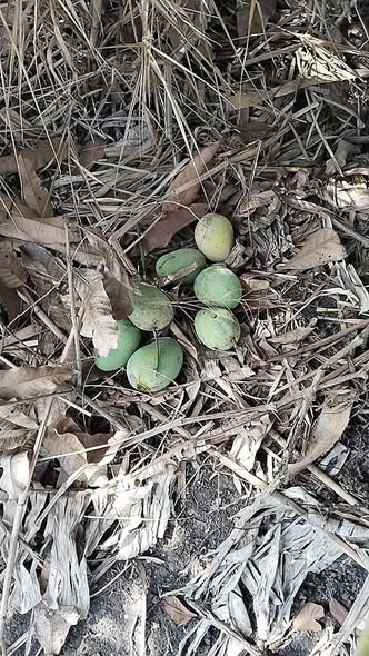 MK Surveyor ผลงาน 9